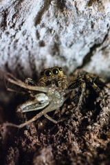 Extreme Macro Portrait of Fluffy Jumping Spider Hunting and Eating Its Prey