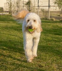 Playful dog running with green ball in mouth at the park