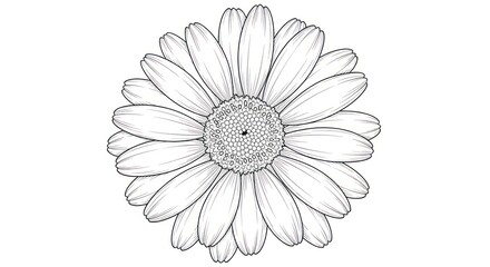 Detailed monochrome daisy illustration perfect for design or botanical projects
