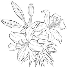 Elegant Lily Bouquet Line Art