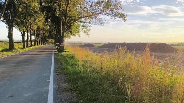 Tree lined country road beside sugar beet fields in the Czech Republic at sunset. Warm evening light touches tall grass and farmland, creating a calm rural atmosphere.