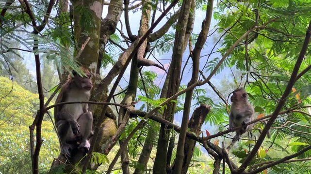 Monkeys sitting on a green tree branch in East Java, Indonesia. Wild monkeys living in the jungle. A family of wild macaques in the mountains near Mount Semeru. Asia. 4К