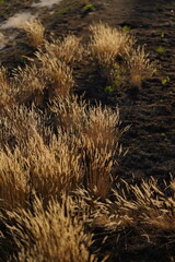 Golden Grass in the Evening Light