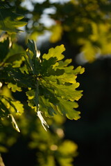 Golden Light on Oak Leaves