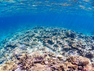 ネムリブカ, Whitetip reef shark, Triaenodon obesus, メジロザメ科,
美しいサンゴ礁と熱帯魚の群れ。
嘉比島沖縄県
島尻郡慶良間諸島座間味島-2025
サンゴの産卵があり卵が漂う。沖縄本島から40km西方の諸島。30以上の島嶼群全体が国立公園に指定。珊瑚礁の青い海と白い砂浜は世界屈指の美。貴重な動植物が多数生息。
