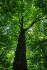 Fototapeta premium Upward view of a tall tree with dense green foliage illuminated by sunlight in a lush forest