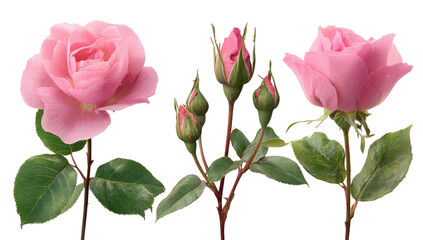 Three pale pink roses and buds, on stems with variegated leaves, against a black background
