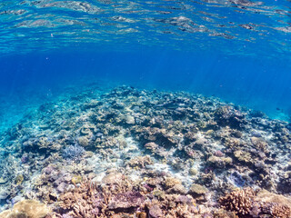 ネムリブカ, Whitetip reef shark, Triaenodon obesus, メジロザメ科,
美しいサンゴ礁と熱帯魚の群れ。
嘉比島沖縄県
島尻郡慶良間諸島座間味島-2025
サンゴの産卵があり卵が漂う。沖縄本島から40km西方の諸島。30以上の島嶼群全体が国立公園に指定。珊瑚礁の青い海と白い砂浜は世界屈指の美。貴重な動植物が多数生息。
