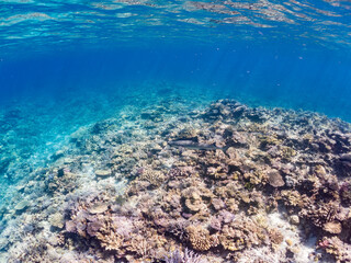 ネムリブカ, Whitetip reef shark, Triaenodon obesus, メジロザメ科,
美しいサンゴ礁と熱帯魚の群れ。
嘉比島沖縄県
島尻郡慶良間諸島座間味島-2025
サンゴの産卵があり卵が漂う。沖縄本島から40km西方の諸島。30以上の島嶼群全体が国立公園に指定。珊瑚礁の青い海と白い砂浜は世界屈指の美。貴重な動植物が多数生息。

