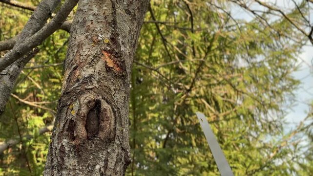 A man cuts tree branches with a handsaw