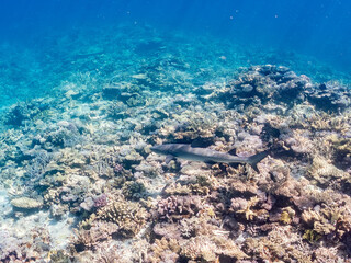 ネムリブカ, Whitetip reef shark, Triaenodon obesus, メジロザメ科,
美しいサンゴ礁と熱帯魚の群れ。
嘉比島沖縄県
島尻郡慶良間諸島座間味島-2025
サンゴの産卵があり卵が漂う。沖縄本島から40km西方の諸島。30以上の島嶼群全体が国立公園に指定。珊瑚礁の青い海と白い砂浜は世界屈指の美。貴重な動植物が多数生息。
