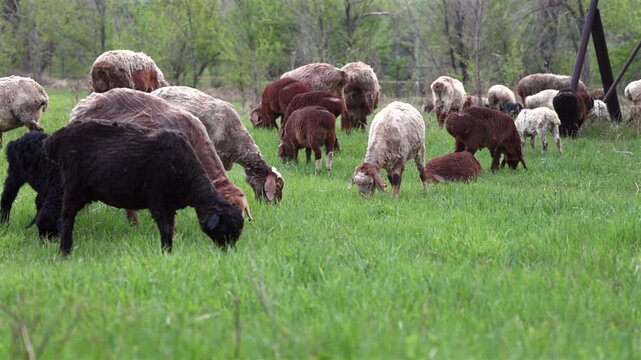 Flock of Sheep grazing open field Free grazing