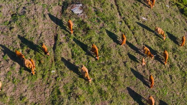 Livestock Farming With Cachena Cattle Grazing In Cachenas Pedra Cabalgada s.c Ranch In Brazal, A Coru&ntilde;a, Spain. Aerial Topdown Shot