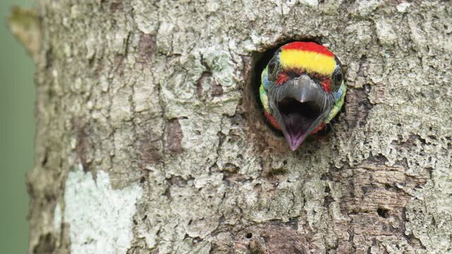 Blue-throated Barbet (	Psilopogon asiaticus ) in tree. Bird watching in natural habitats in the forest.