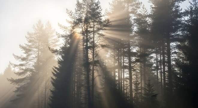Sunbeams pierce through misty forest canopy, creating a serene and magical atmosphere.