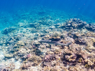 ネムリブカ, Whitetip reef shark, Triaenodon obesus, メジロザメ科,
美しいサンゴ礁と熱帯魚の群れ。
嘉比島沖縄県
島尻郡慶良間諸島座間味島-2025
サンゴの産卵があり卵が漂う。沖縄本島から40km西方の諸島。30以上の島嶼群全体が国立公園に指定。珊瑚礁の青い海と白い砂浜は世界屈指の美。貴重な動植物が多数生息。
