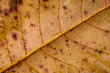 Close-up of brown leaf pattern