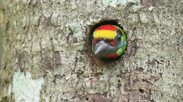 Blue-throated Barbet (	Psilopogon asiaticus ) in tree. Bird watching in natural habitats in the forest.