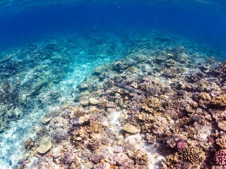 ネムリブカ, Whitetip reef shark, Triaenodon obesus, メジロザメ科,
美しいサンゴ礁と熱帯魚の群れ。
嘉比島沖縄県
島尻郡慶良間諸島座間味島-2025
サンゴの産卵があり卵が漂う。沖縄本島から40km西方の諸島。30以上の島嶼群全体が国立公園に指定。珊瑚礁の青い海と白い砂浜は世界屈指の美。貴重な動植物が多数生息。
