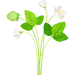 A Delicate Strawberry Plant With Green Unripe Fruit White Blossoms And Vibrant Green Leaves On A Transparent Background
