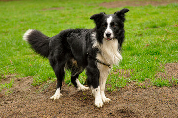Perro Border collie con pose divertida en el campo