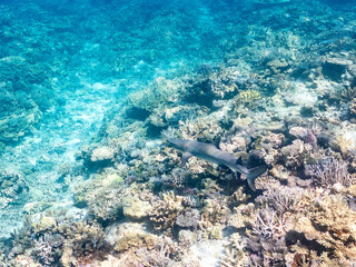 ネムリブカ, Whitetip reef shark, Triaenodon obesus, メジロザメ科,
美しいサンゴ礁と熱帯魚の群れ。
嘉比島沖縄県
島尻郡慶良間諸島座間味島-2025
サンゴの産卵があり卵が漂う。沖縄本島から40km西方の諸島。30以上の島嶼群全体が国立公園に指定。珊瑚礁の青い海と白い砂浜は世界屈指の美。貴重な動植物が多数生息。
