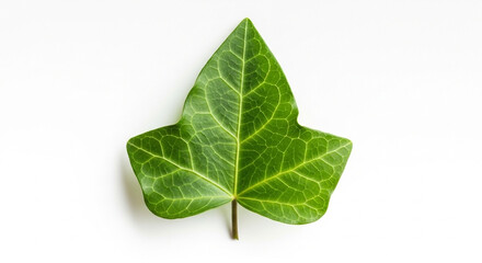 Obraz premium Single green common ivy leaf on white background.