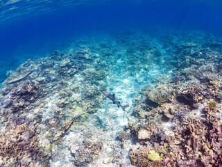 ネムリブカ, Whitetip reef shark, Triaenodon obesus,...