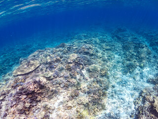 ネムリブカ, Whitetip reef shark, Triaenodon obesus, メジロザメ科,
美しいサンゴ礁と熱帯魚の群れ。
嘉比島沖縄県
島尻郡慶良間諸島座間味島-2025
サンゴの産卵があり卵が漂う。沖縄本島から40km西方の諸島。30以上の島嶼群全体が国立公園に指定。珊瑚礁の青い海と白い砂浜は世界屈指の美。貴重な動植物が多数生息。
