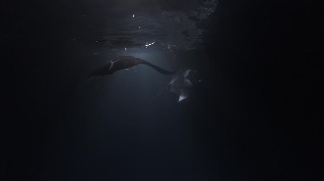 Two dolphins swim gracefully in the dark ocean, illuminated by a spotlight. Their sleek bodies and synchronized movements highlight the beauty and mystery of marine life in their natural habitat.