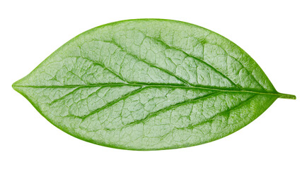 leaf isolated on white background