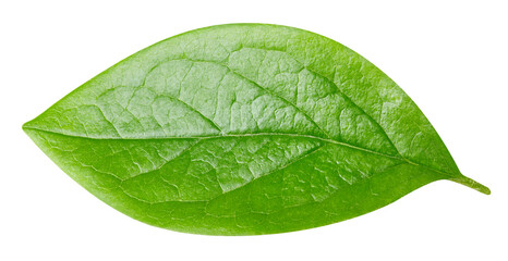 leaf isolated on white background