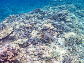 ネムリブカ, Whitetip reef shark, Triaenodon obesus,...
