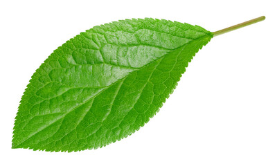 Plum leaf isolated on white background
