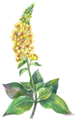 Agrimony British native flowers. Watercolor hand drawing painted illustration.