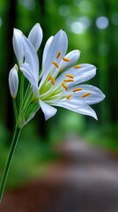 Obraz premium Delicate White Lily Blooming in a Lush Green Forest with Water Droplets on Petals and Soft Bokeh Background