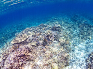 ネムリブカ, Whitetip reef shark, Triaenodon obesus, メジロザメ科,
美しいサンゴ礁と熱帯魚の群れ。
嘉比島沖縄県
島尻郡慶良間諸島座間味島-2025
サンゴの産卵があり卵が漂う。沖縄本島から40km西方の諸島。30以上の島嶼群全体が国立公園に指定。珊瑚礁の青い海と白い砂浜は世界屈指の美。貴重な動植物が多数生息。
