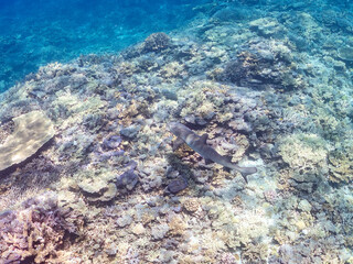 ネムリブカ, Whitetip reef shark, Triaenodon obesus, メジロザメ科,
美しいサンゴ礁と熱帯魚の群れ。
嘉比島沖縄県
島尻郡慶良間諸島座間味島-2025
サンゴの産卵があり卵が漂う。沖縄本島から40km西方の諸島。30以上の島嶼群全体が国立公園に指定。珊瑚礁の青い海と白い砂浜は世界屈指の美。貴重な動植物が多数生息。
