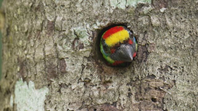 Blue-throated Barbet (	Psilopogon asiaticus ) in tree. Bird watching in natural habitats in the forest.