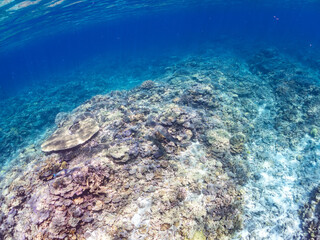 ネムリブカ, Whitetip reef shark, Triaenodon obesus, メジロザメ科,
美しいサンゴ礁と熱帯魚の群れ。
嘉比島沖縄県
島尻郡慶良間諸島座間味島-2025
サンゴの産卵があり卵が漂う。沖縄本島から40km西方の諸島。30以上の島嶼群全体が国立公園に指定。珊瑚礁の青い海と白い砂浜は世界屈指の美。貴重な動植物が多数生息。
