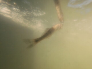 stocking pikeperch into a freshwater reservoir