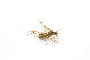 Asian Weaver Ant Queen (Oecophylla Smaragdina) isolated on white background. A queen weaver ant is the female founder of a weaver ant colony, which she starts after mating and shedding her wings. 