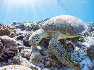 Obraz premium ゆったり食事するアオウミガメ。英名学名：Green Turtle, Green Sea Turtle (Chelonia mydas)美しいサンゴ礁と熱帯魚の群れ。 嘉比島沖縄県 島尻郡慶良間諸島座間味島-2025 サンゴの産卵があり卵が漂う。沖縄本島から40km西方の諸島。30以上の島嶼群全体が国立公園に指定。珊瑚礁の青い海と白い砂浜は世界屈指の美。貴重な動植物が多数生息。 