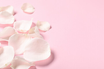 Beautiful white rose petals on pink background, closeup