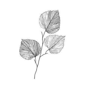Botanical line art drawing of aspen leaves on branch for wall art and minimalist design element vector 100