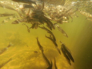stocking pikeperch (Sander lucioperca) into a freshwater reservoir