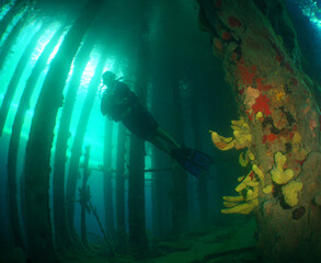 Diver exploring a coral-covered pier in Cura&ccedil;ao