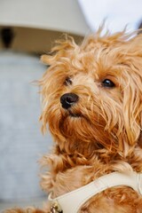 Fluffy Small Dog Close-Up with Messy Hair and Cute Expression, Natural Pet Portrait