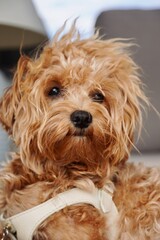 Fluffy Small Dog Close-Up with Messy Hair and Cute Expression, Natural Pet Portrait