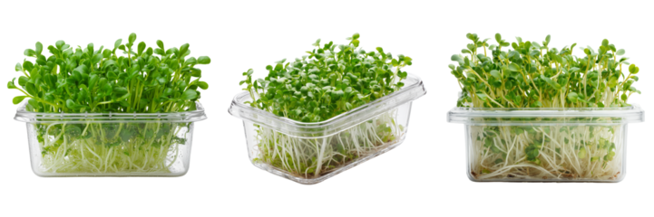 Set of Healthy borago microgreens arranged neatly on a white background, vibrant green leaves, minimal style on transparent png background. Ai generated